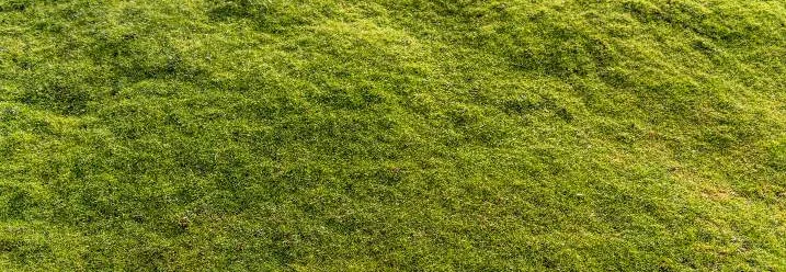 Grüne Moosfläche als unebener Untergrund.